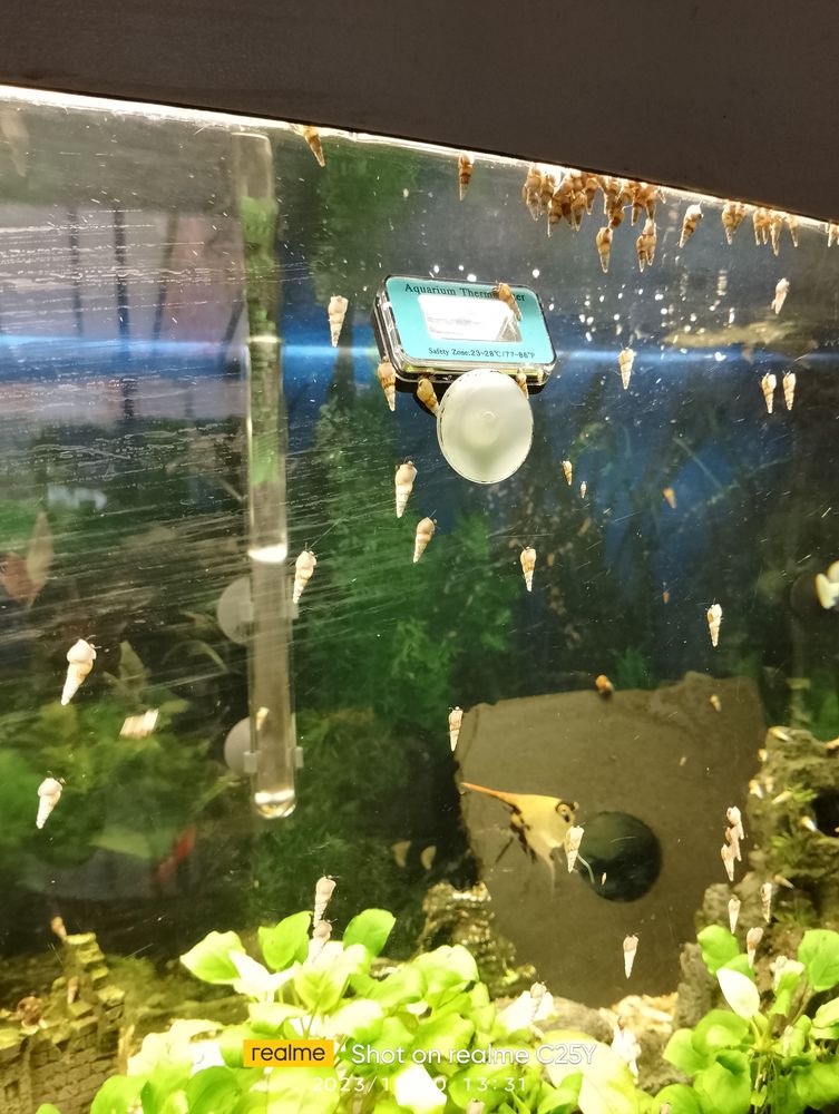 Escargots m&eacute;lano&iuml;des 0 65000 Tarbes