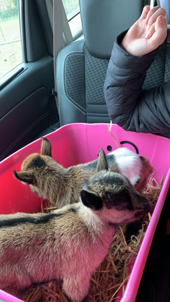 Ch&egrave;vre naine 0 76340 Blangy-sur-bresle