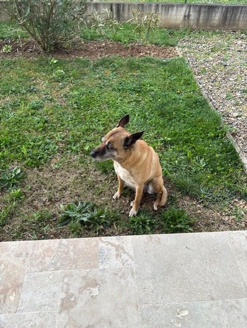 chien malinois 0 38840 Saint-hilaire-du-rosier