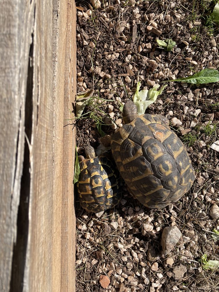 TORTUES TERRESTRES DYNAMIQUES 110 77165 Cuisy