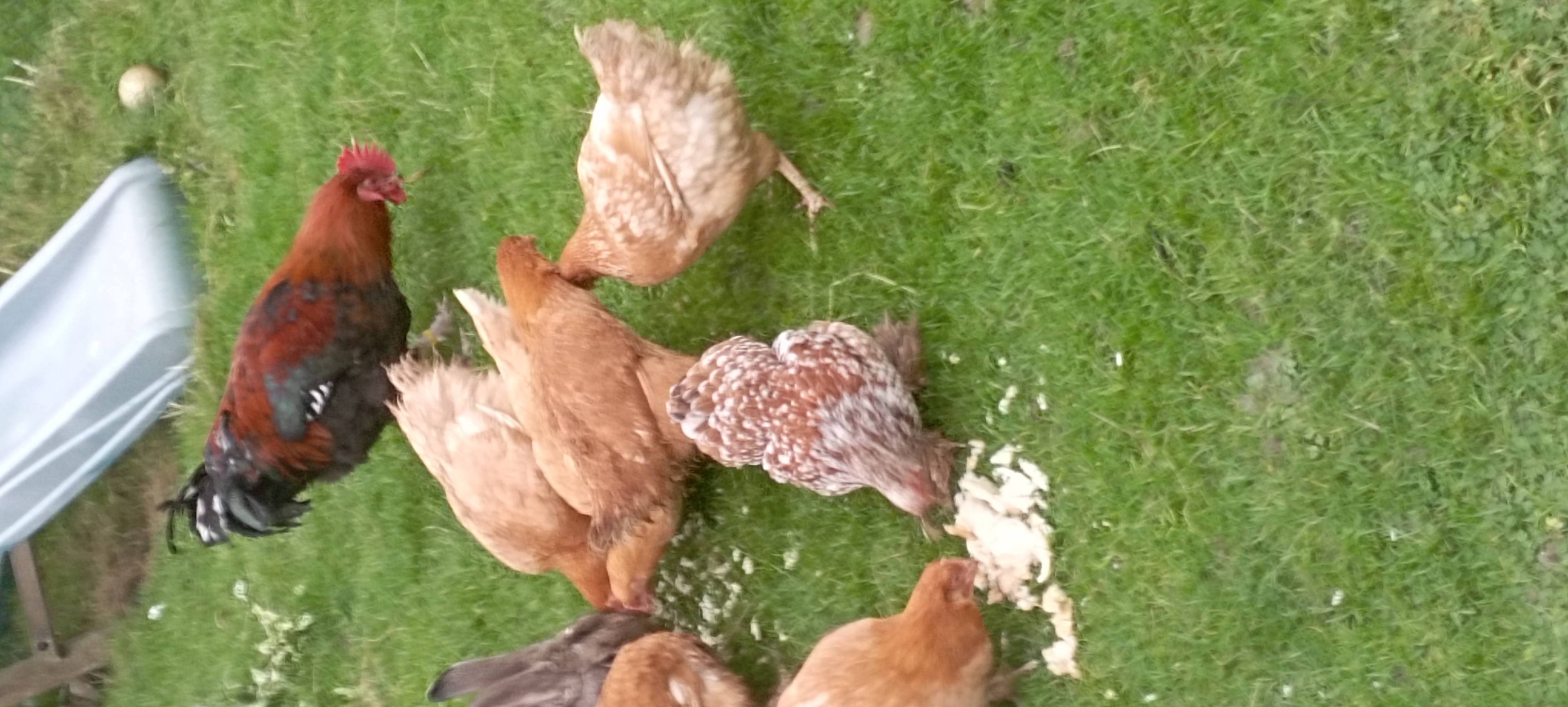 POULES PONDEUSES 25 94600 Choisy-le-roi