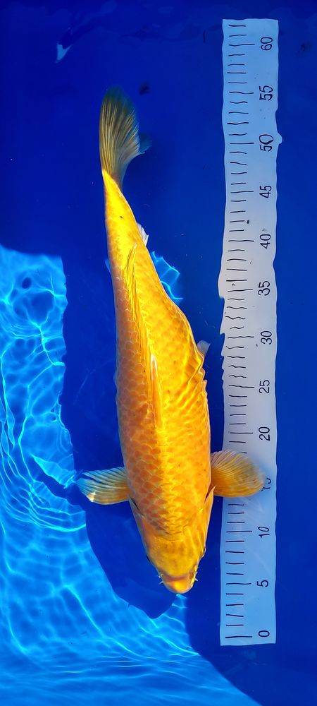 CARPE KOI 200 30129 Manduel