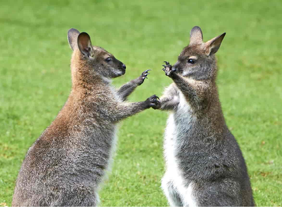accueil et recherche des animaux( watusi/ wallaby/ z&eacute;bu? 1 35890 Bourg-des-comptes