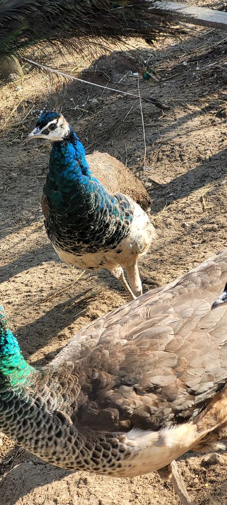 Paon m&acirc;le de 1ans 80 02540 Viels-maisons