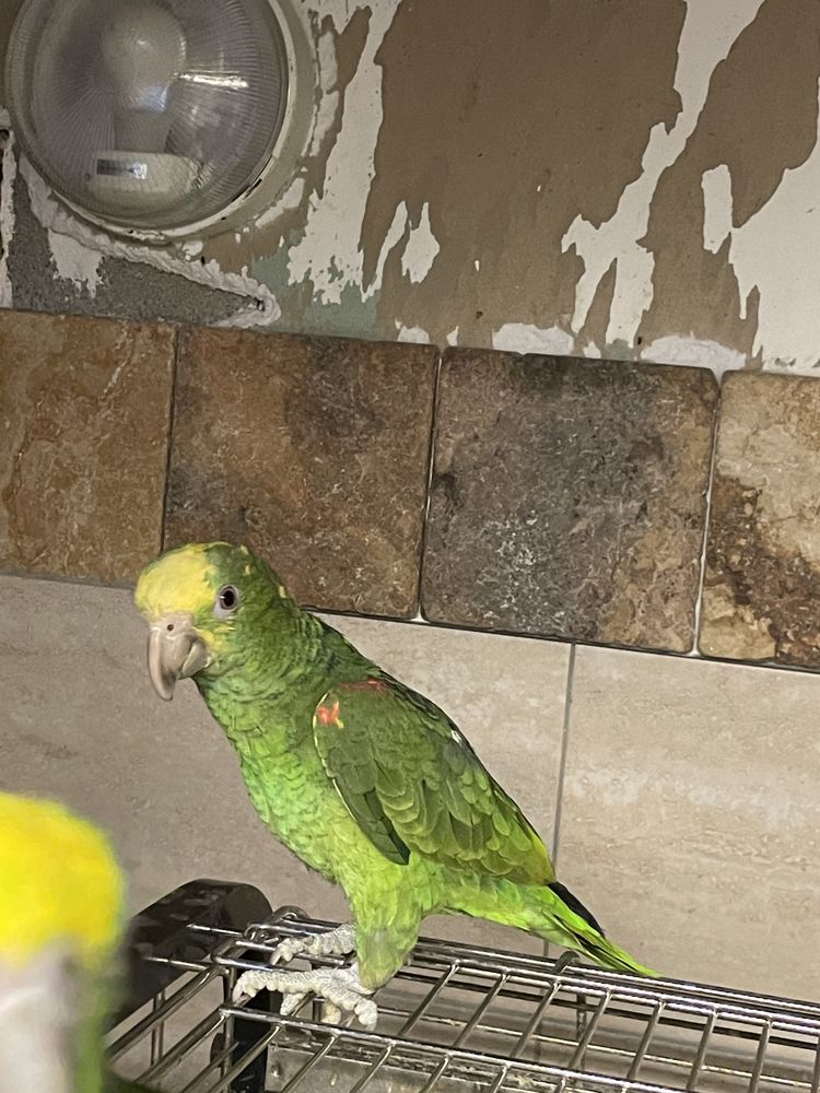 Perroquet amazone t&ecirc;te jaune EAM 850 81150 Florentin