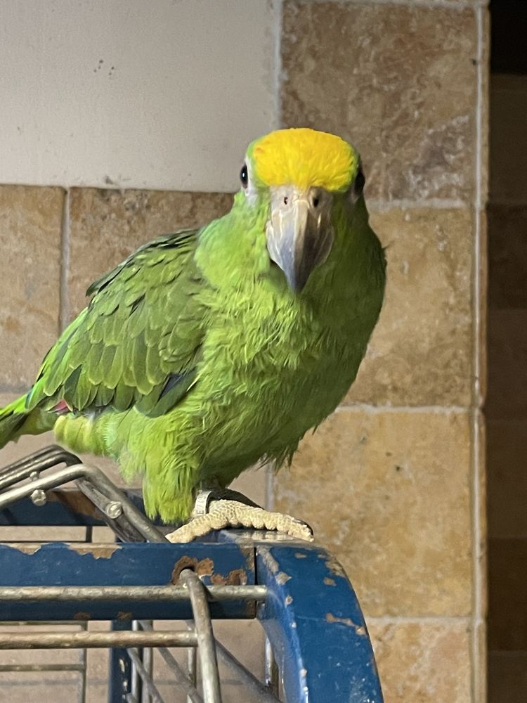 Perroquet amazone front jaune 900 81150 Florentin