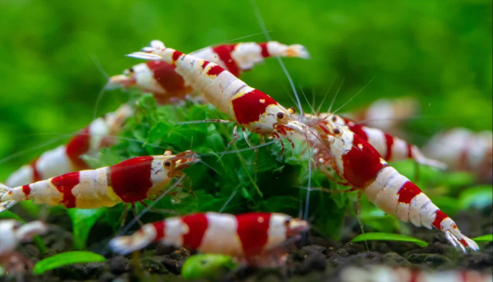 caridina red crystal 4 69380 Les ch�res