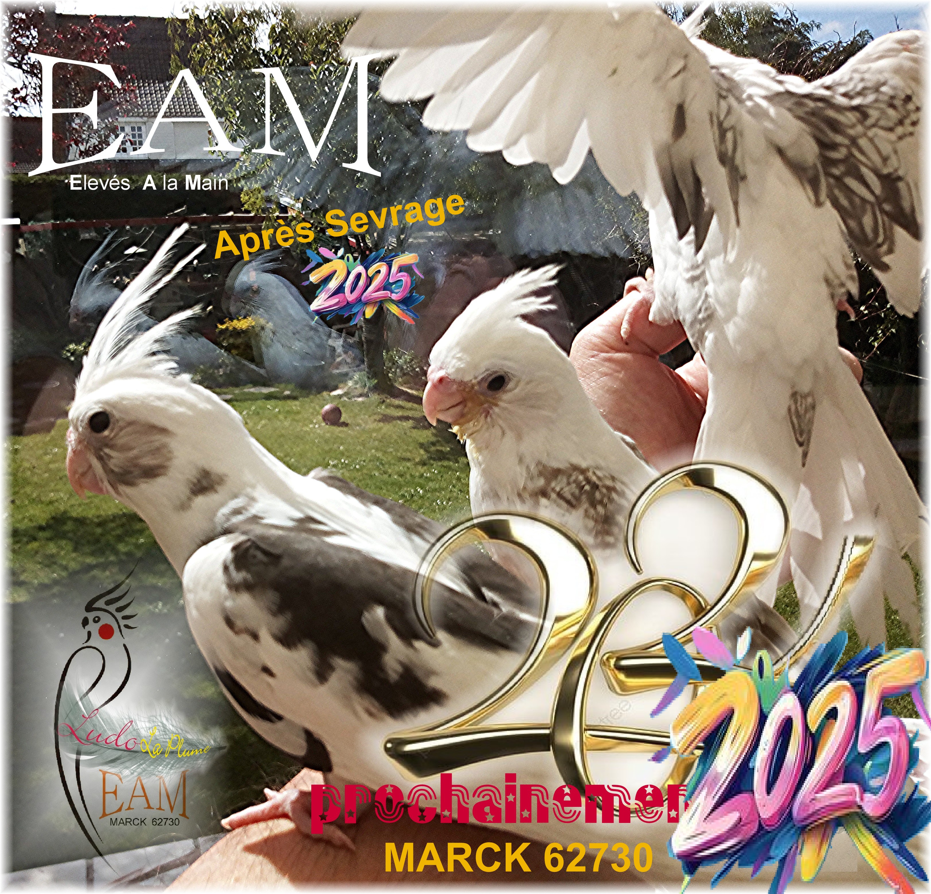 Grandes perruches EAM Calopsittes 125 62730 Marck