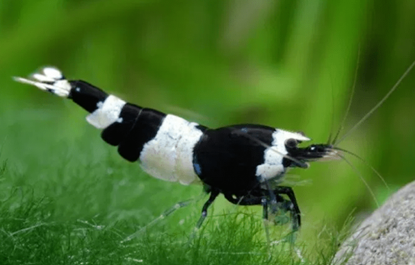 caridina black 4 69380 Les ch�res