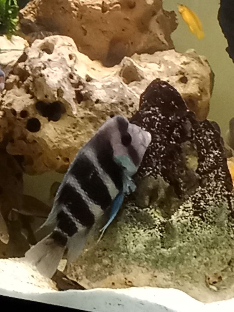 3 Frontosa 180 13013 Marseille