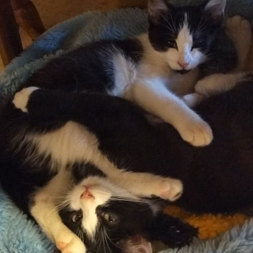 Chaton europ&eacute;en 250 67150 Uttenheim