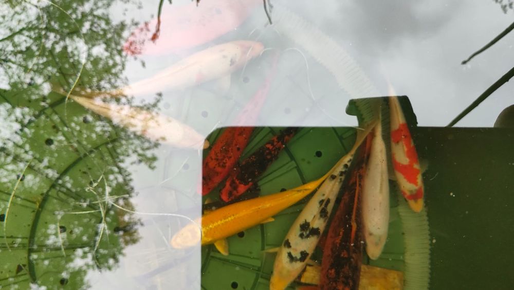 Vends carpes Ko&iuml; 20 37230 Fondettes