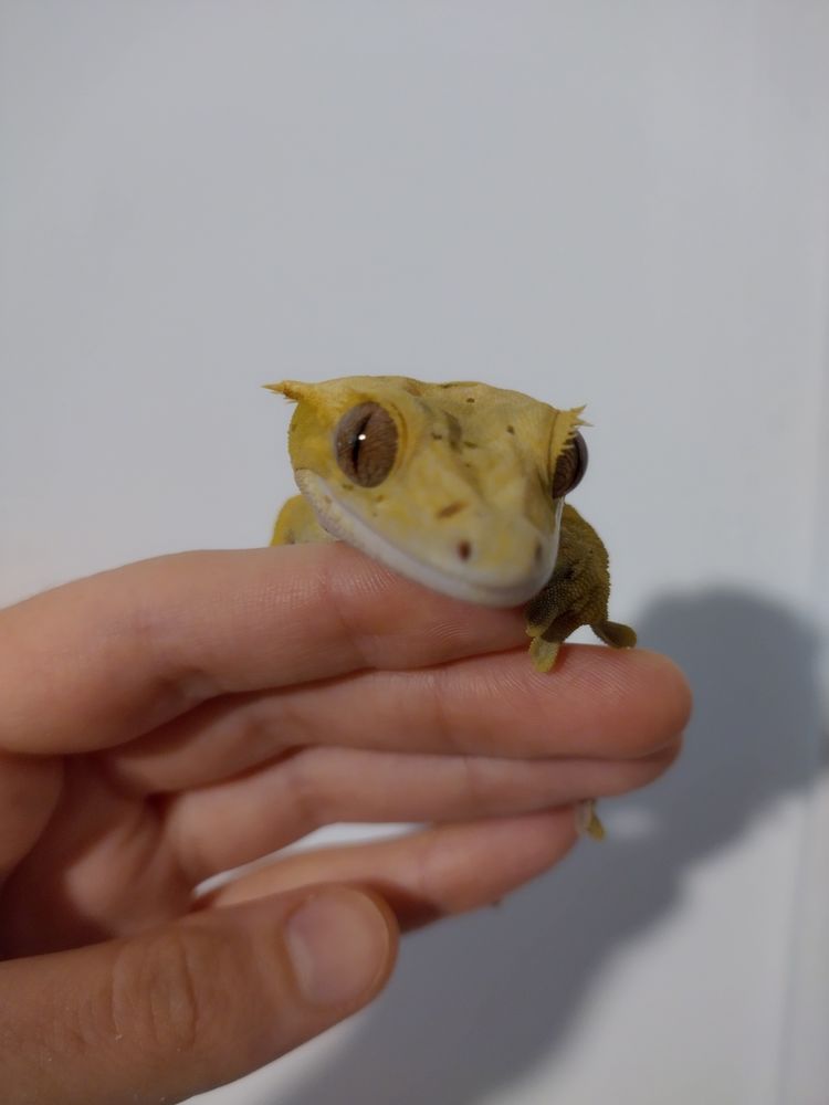 Gecko &agrave; cr&ecirc;te femelle dalmatien 120 49000 Angers