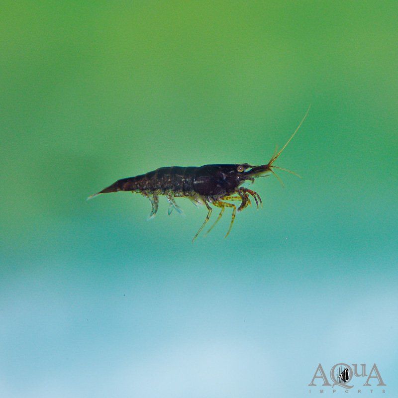 Crevettes neocardina brown chocolate 1 93250 Villemomble