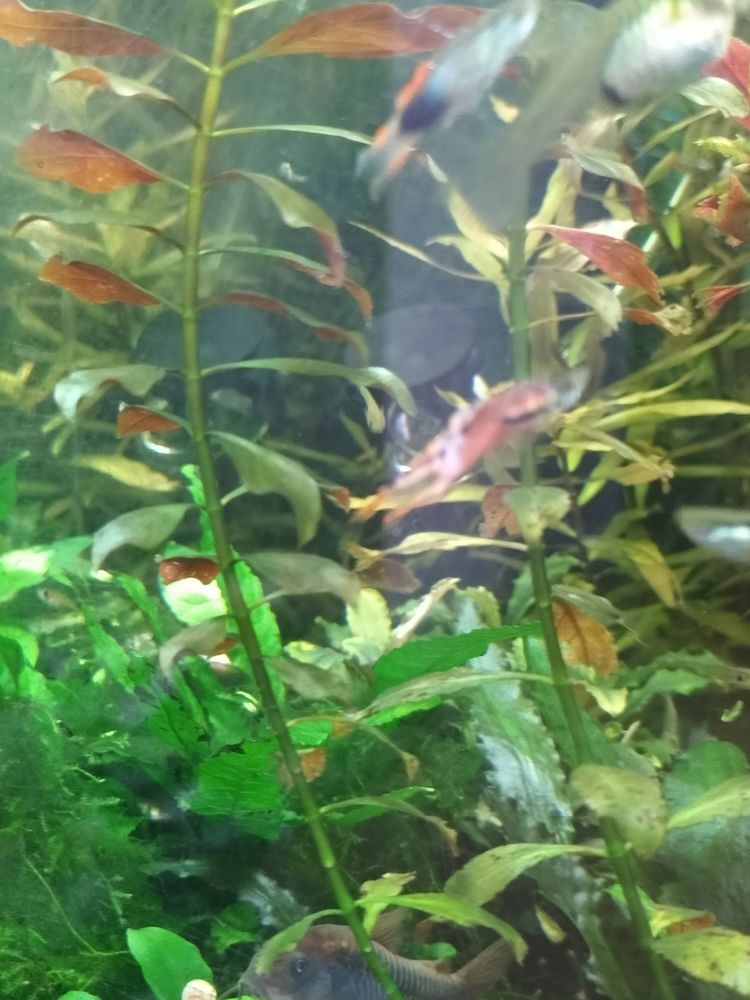 Guppy endler multi vari&eacute;t&eacute; 1 93250 Villemomble