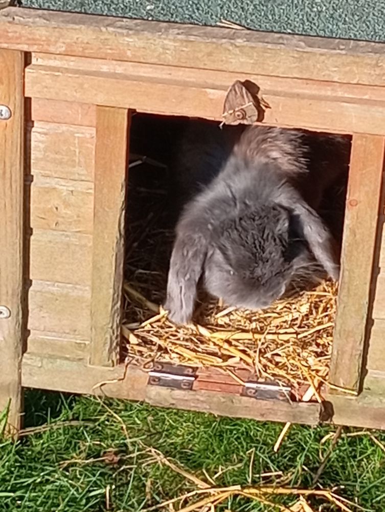 Propose garde lapin 4 59310 Beuvry-la-for�t