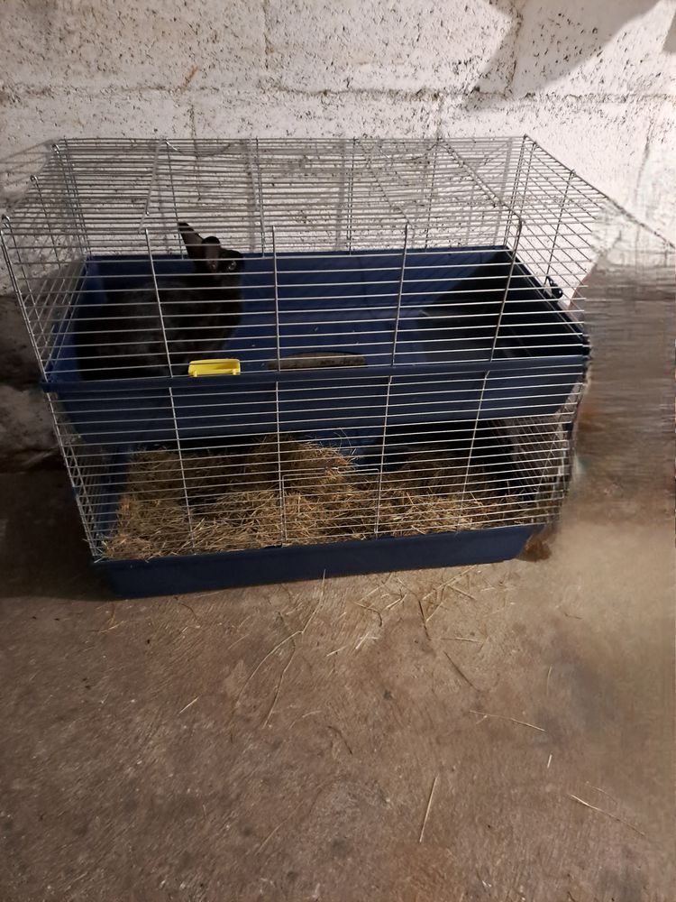 Caisse rongeur 80 44570 Trignac