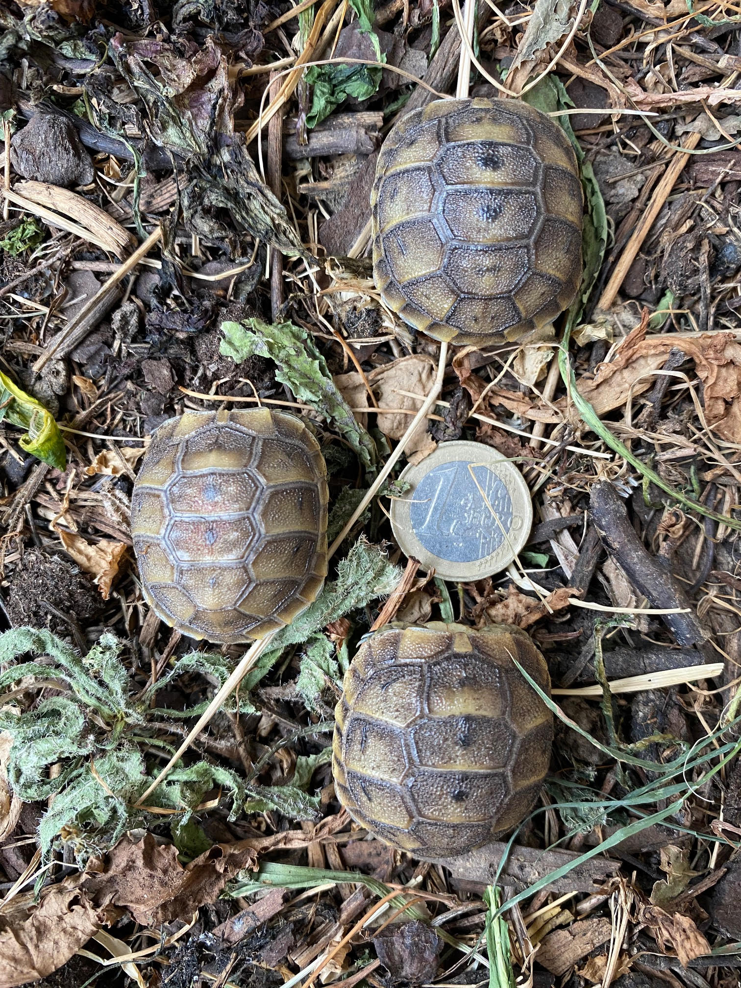 Juv&eacute;nile tortue terre 85 82000 Montauban