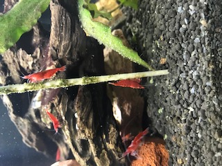 crevettes 0 33170 Gradignan