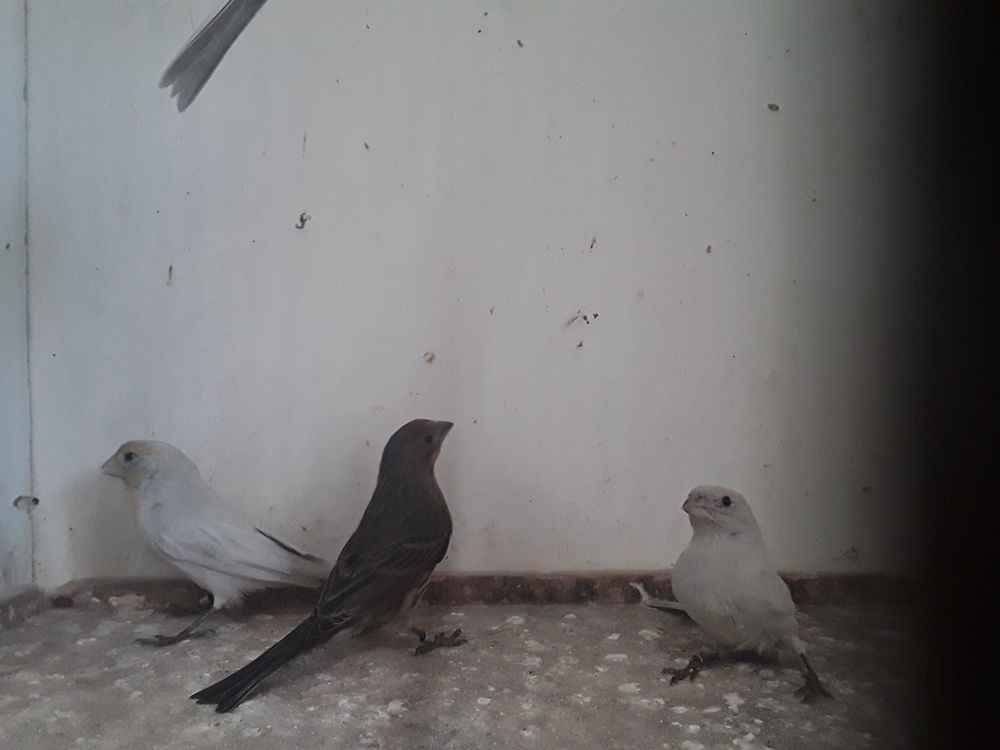 Roselin 35 44130 Blain