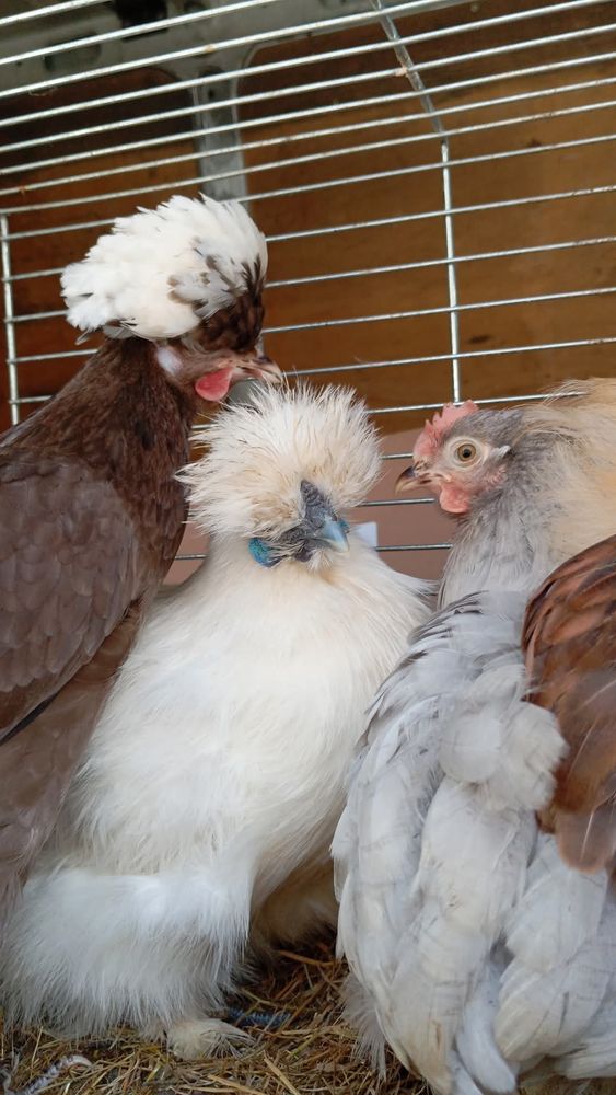 Poules pondeuses. 0 03470 Mon�tay-sur-loire