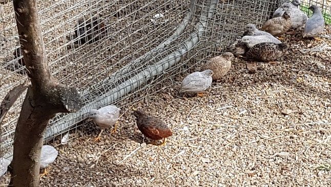 Cailles de Chine 10 81700 Saint-germain-des-pr�s