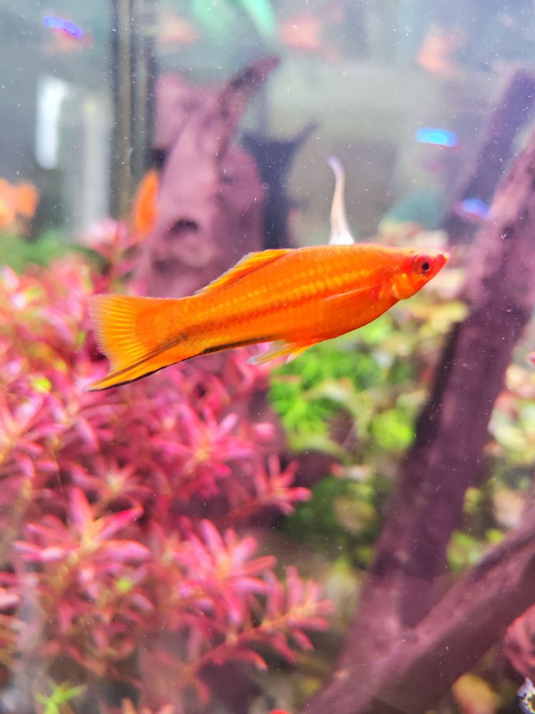 xipho 2 72110 Nogent-le-bernard