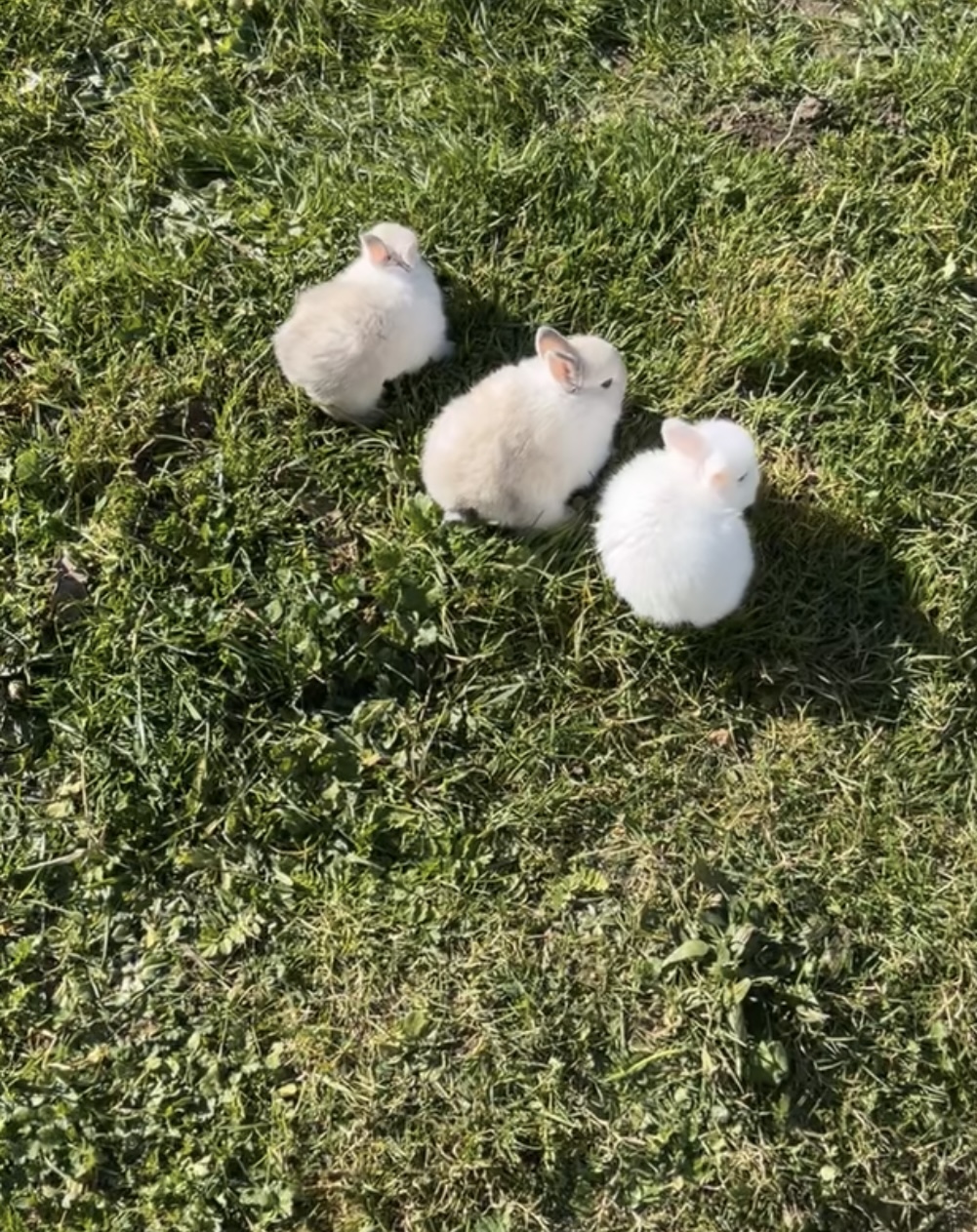 Magnifique lapin extra nain 
M&acirc;le et femelle 
30 37300 Jou�-l�s-tours