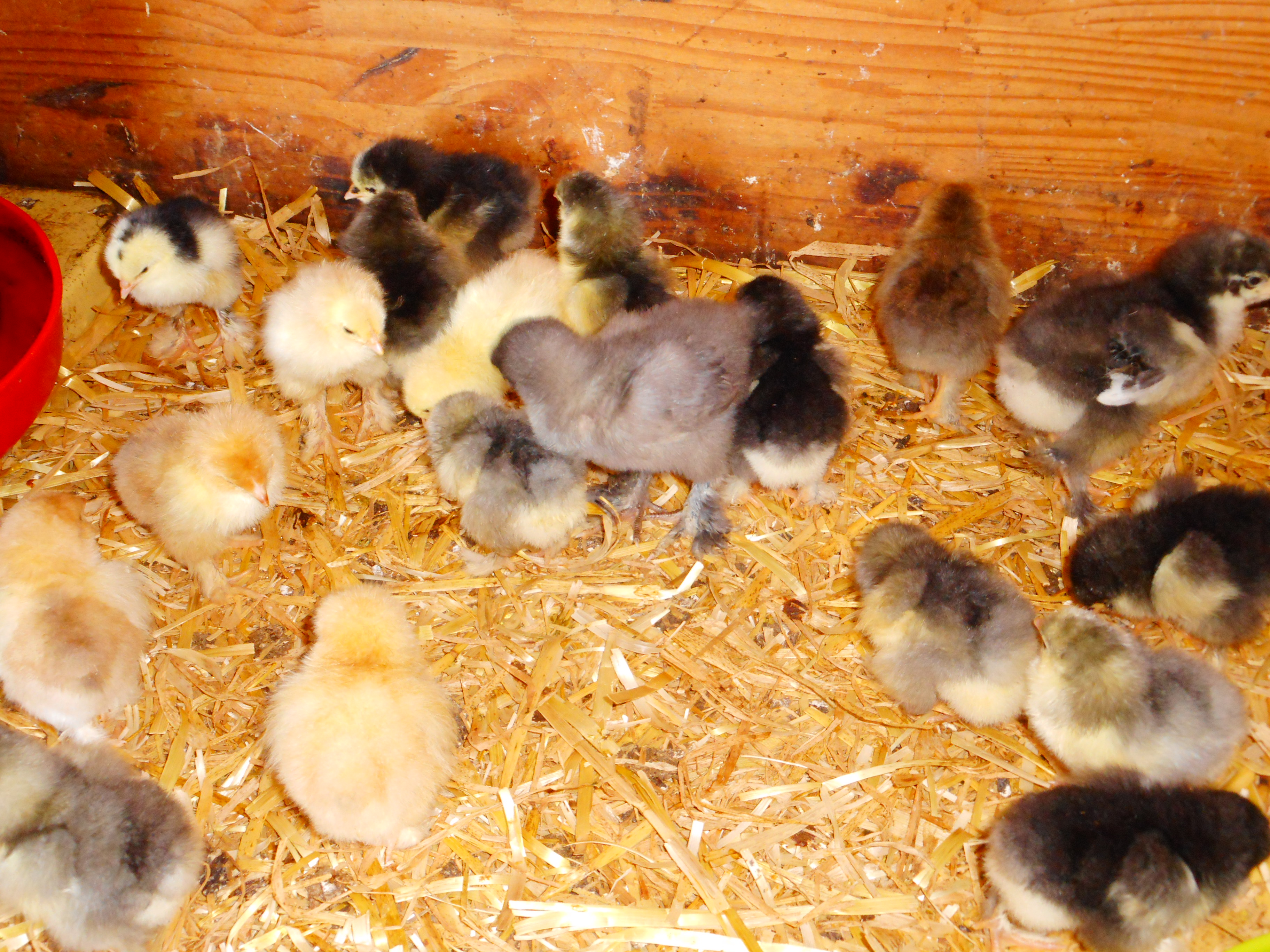 oeufs   poule brahmas 1,60 1 59310 Landas