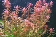 Rotala Rotundifolia 5 38000 Grenoble