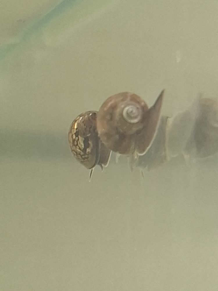 Escargots mangeurs d'algues 1 66100 Perpignan