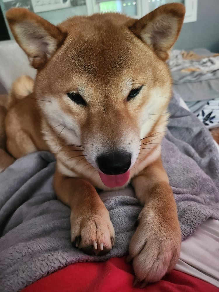 Tamaki superbe m&acirc;le shiba propose ses saillies 380 50390 N�hou