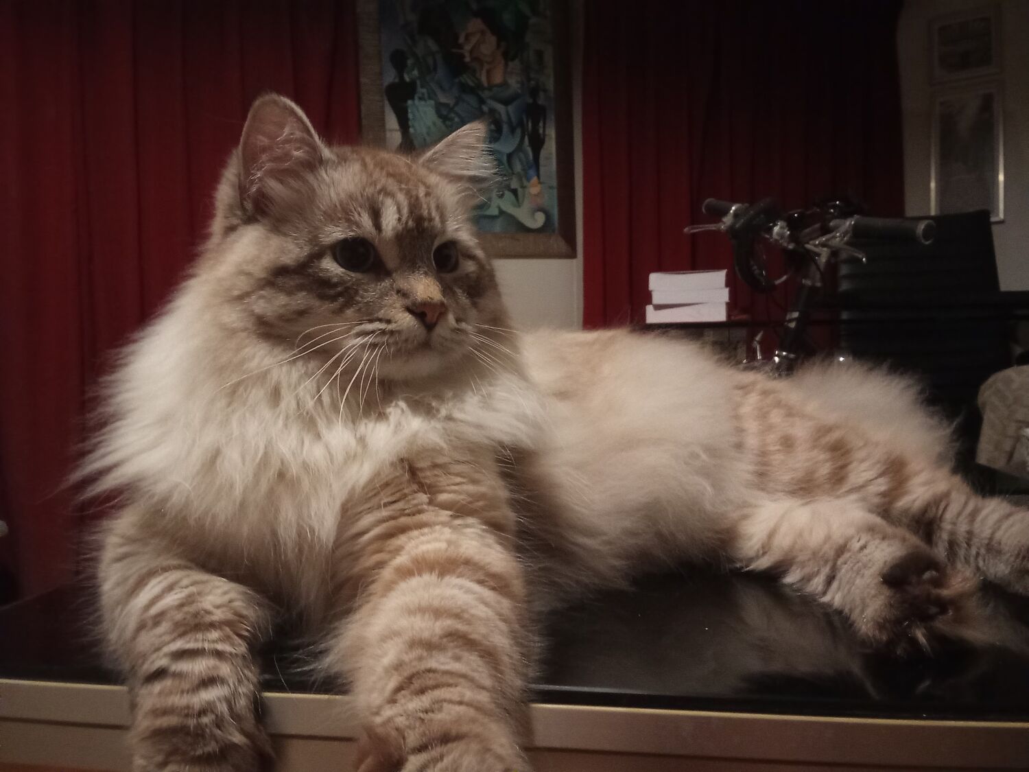 Saillie - Chat Sib&eacute;rien LOOF 500 75017 Paris