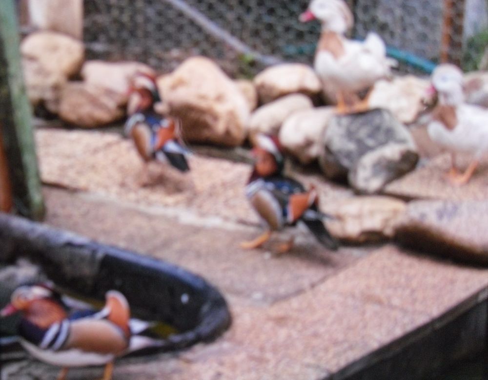 Canards d'ornement des mandarins couleurs 35 73330 Le pont-de-beauvoisin