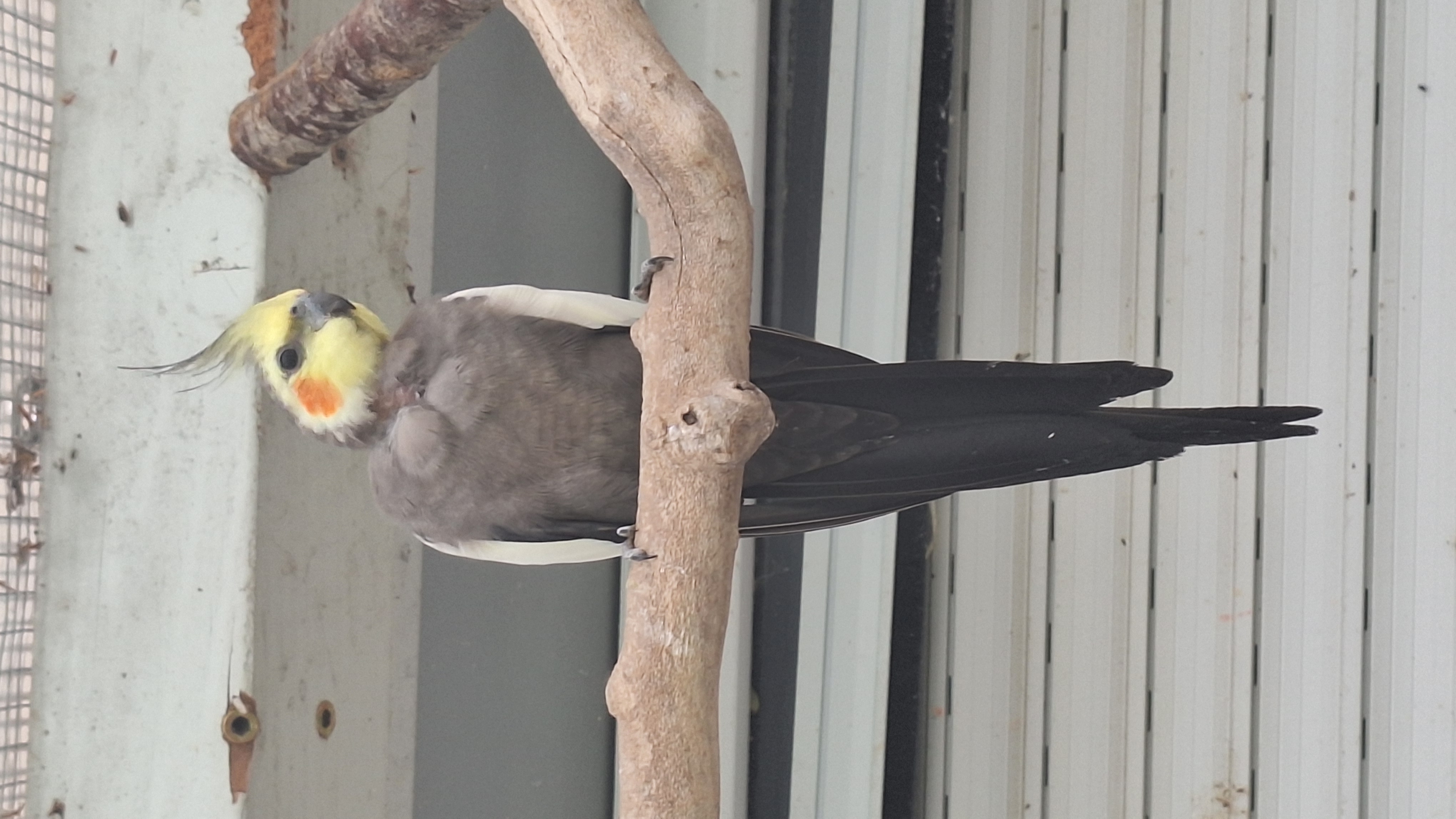 Calopsitte m&acirc;le "eyeliner", type sauvage 15 01330 Versailleux