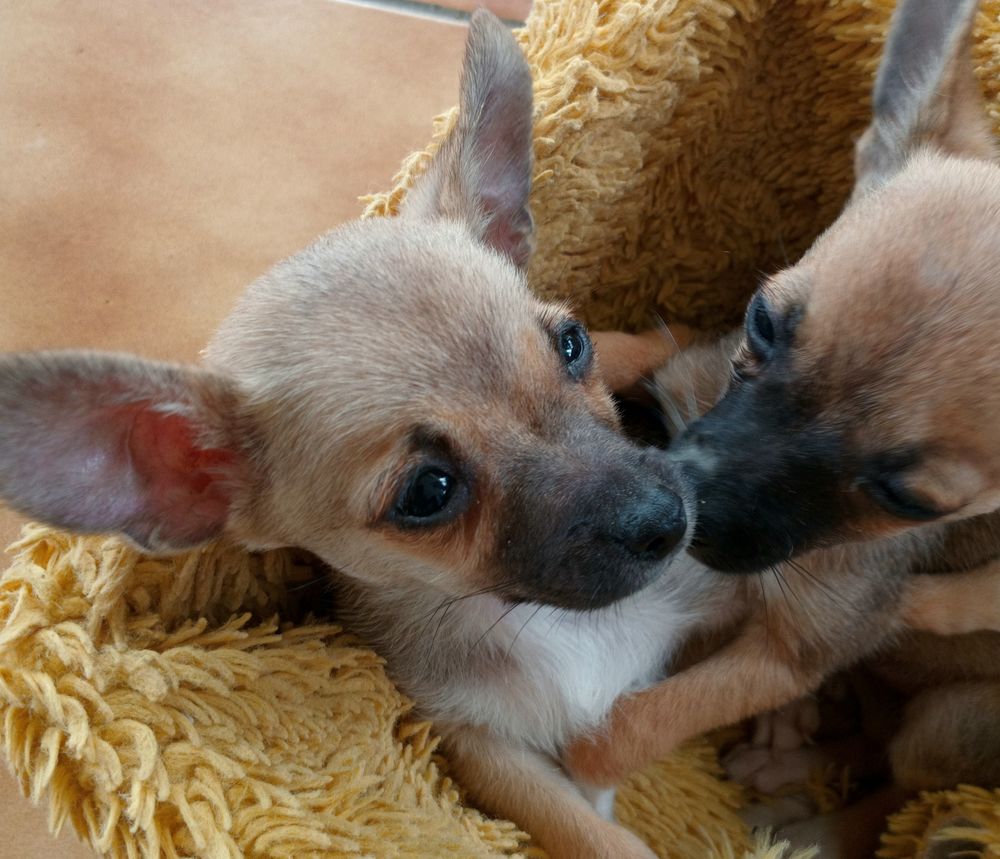 Chihuahua 600 97129 Lamentin