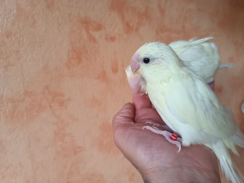 kakariki 45 53200 Ch�teau-gontier