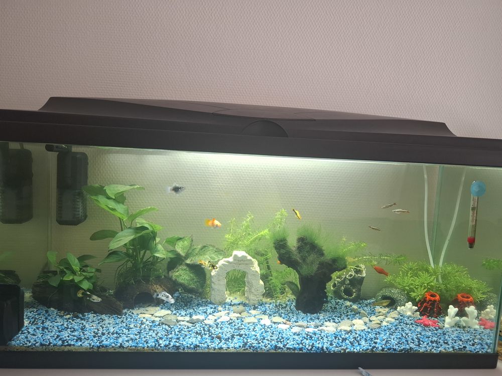 Alevins guppy et platy vari&eacute;s 1 66100 Perpignan