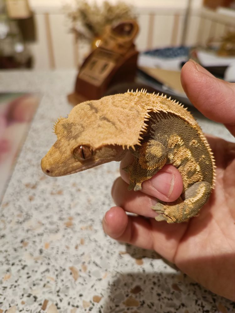 Geckos &agrave; cr&ecirc;te 60 67200 Strasbourg