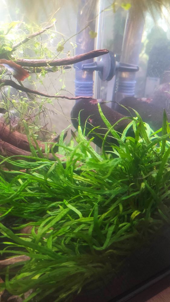 Plante aquarium Microsorum 2 33600 Pessac