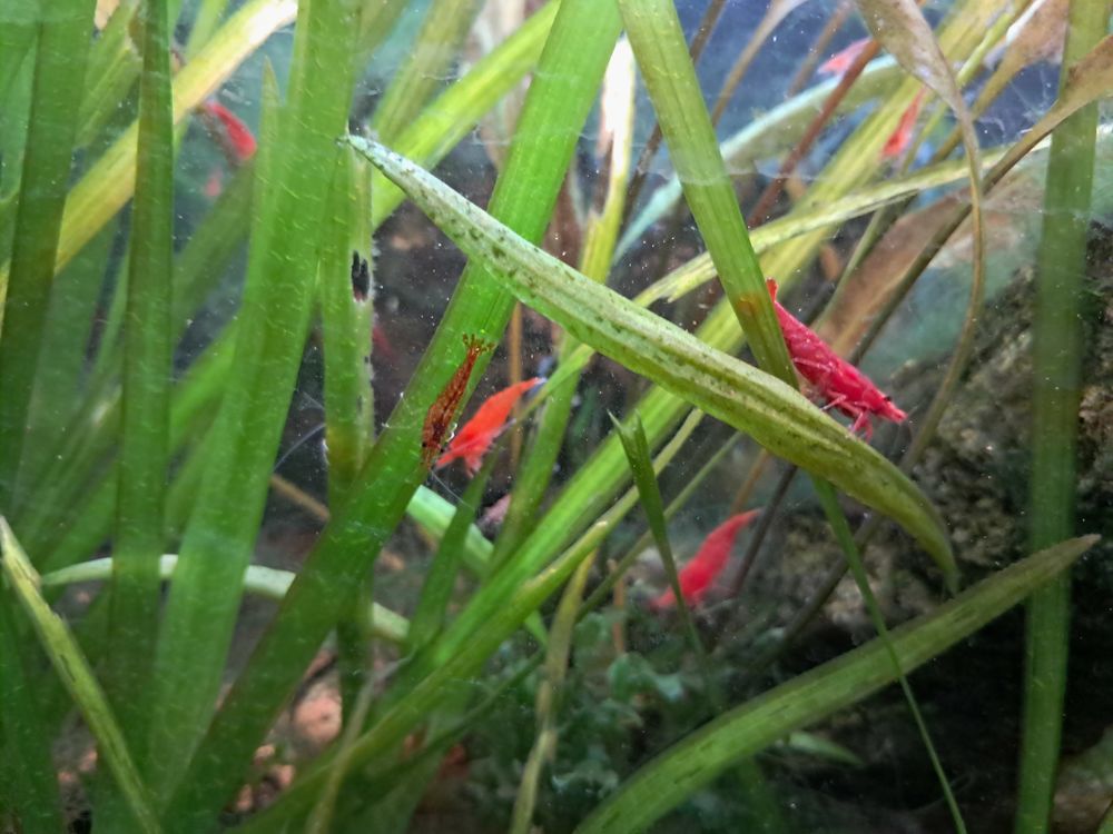 Crevette red cherry 3 83600 Fr�jus