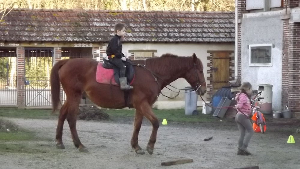 trotteur francais 900 89240 Pourrain