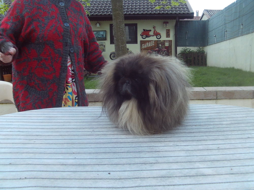 TRES BEAUX PEKINOIS LOF MULTI CHAMPION 1900 01100 Oyonnax