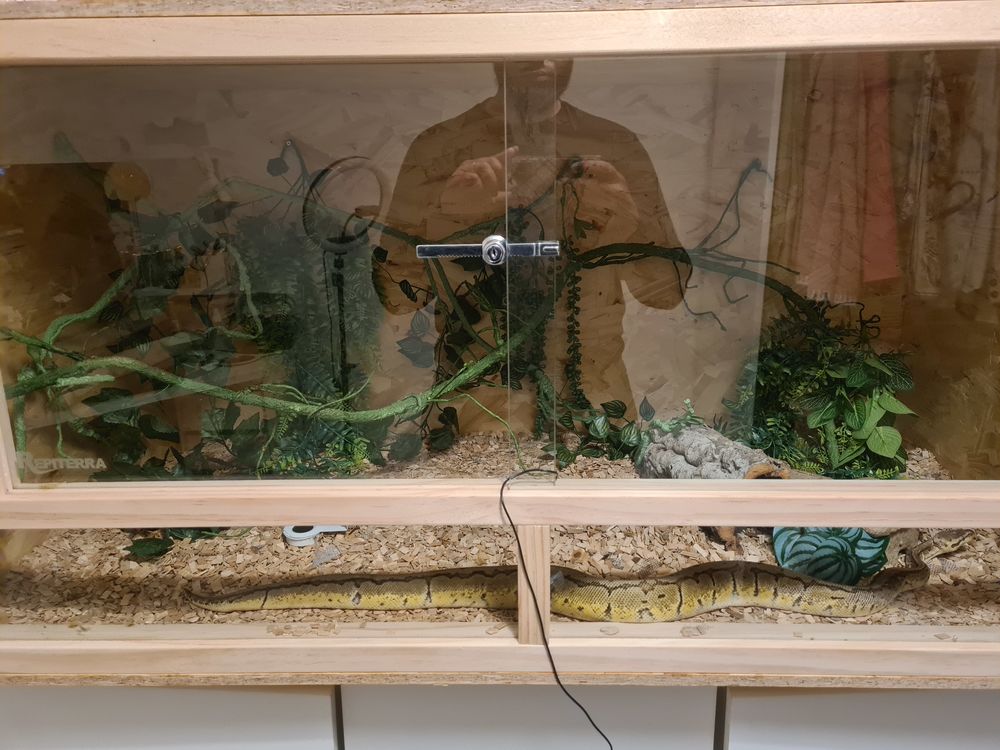 Serpent python royal (regius) 300 59500 Douai