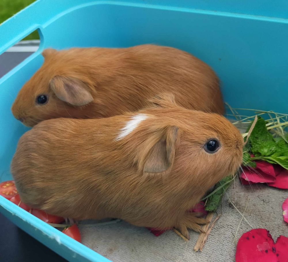 Adorables cochons d'inde  disponibles &agrave; l'adoption.
15 49300 Cholet