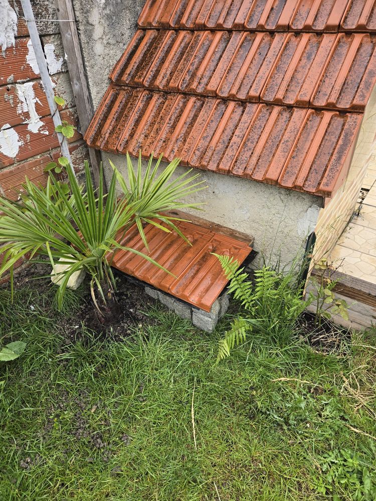 Rech,grosse tortue &acirc;g&eacute;e,adulte sur paris banlieue 0 93800 �pinay-sur-seine