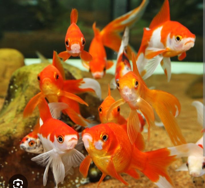 recherche  poissons rouges 1 21000 Dijon