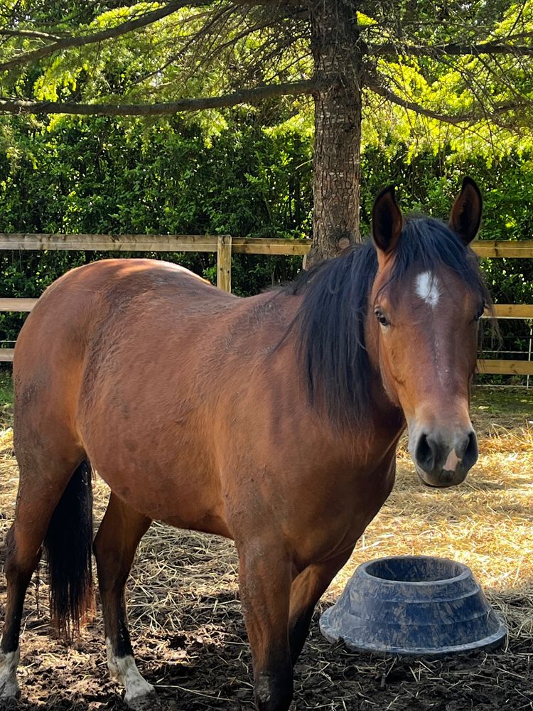 KIZZ POULICHE DE 31 mois 6000 84350 Courth�zon