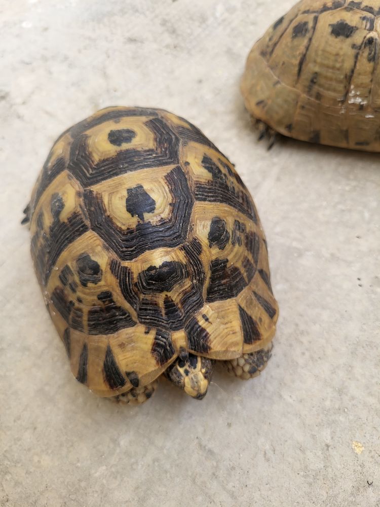 Tortue 200 13700 Marignane