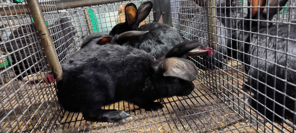 Lapin de ferme 20 51230 Pleurs